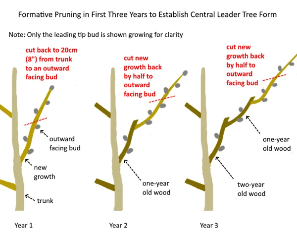 How to Stop Tree Branches from Growing Back