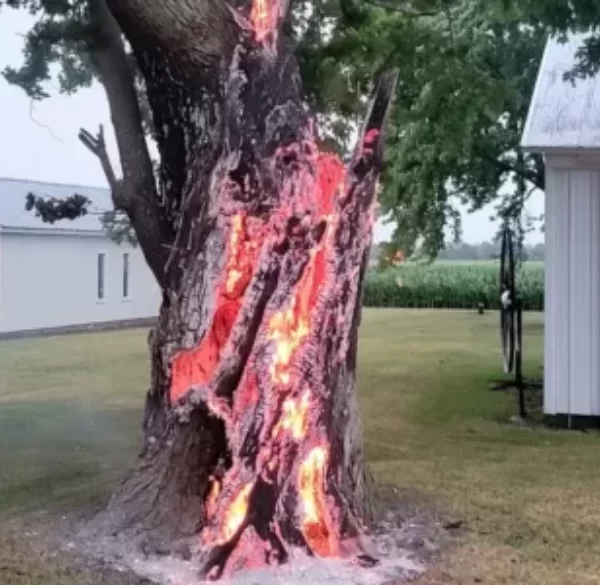 How to Tell if Lightning Struck a Tree