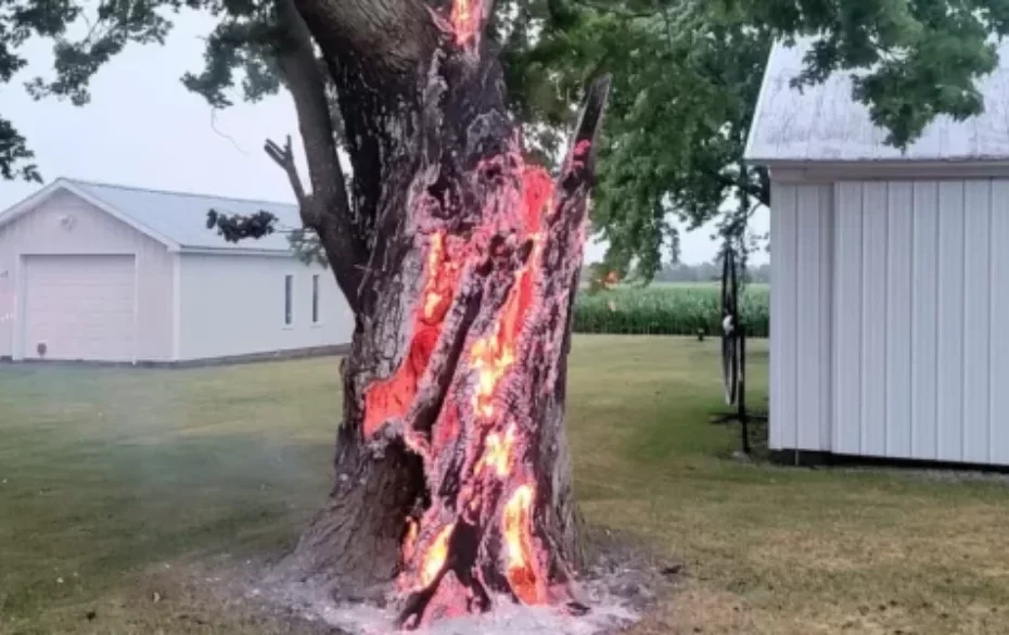 How to Tell if Lightning Struck a Tree
