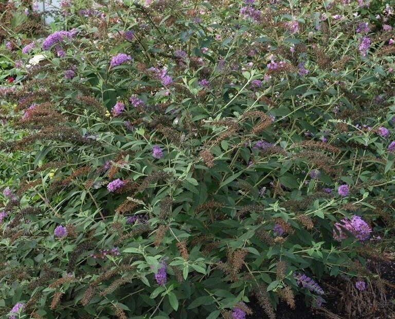 How to Transplant a Butterfly Bush