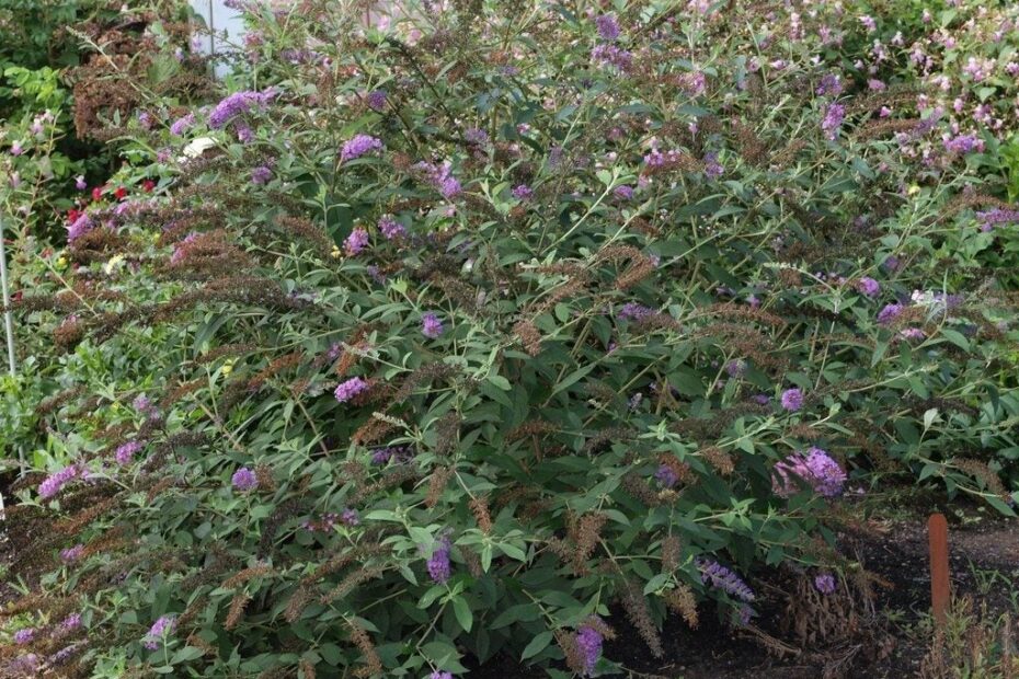 How to Transplant a Butterfly Bush