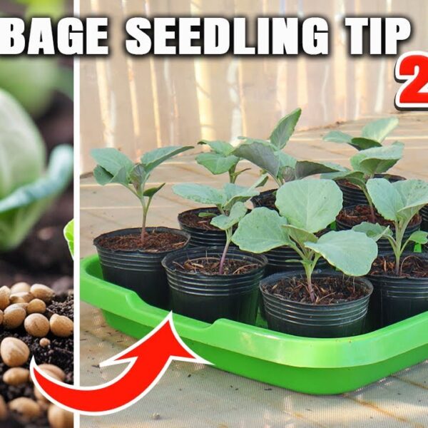 How to Transplant Cabbage