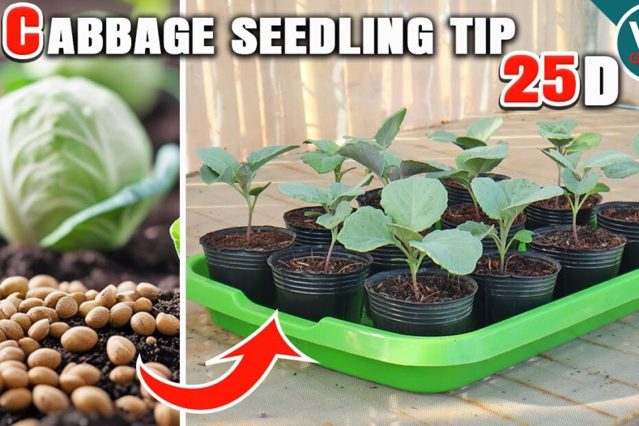 How to Transplant Cabbage