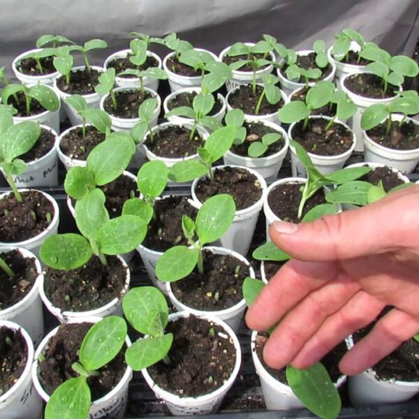 How to Transplant Squash