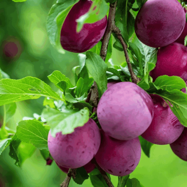 Is 16 16 16 Fertilizer Good for Fruit Trees