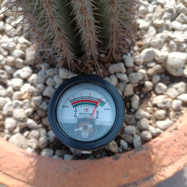Is Cactus Soil Acidic