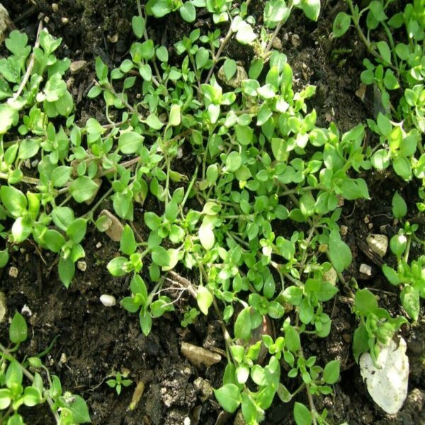Is Chickweed Good for Chickens