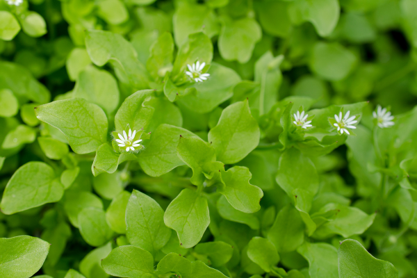 Is Chickweed Good for Chickens