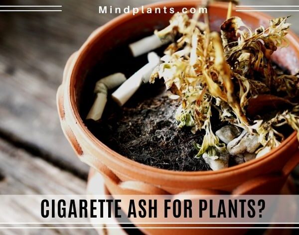 Is Cigar Ash Good for Plants