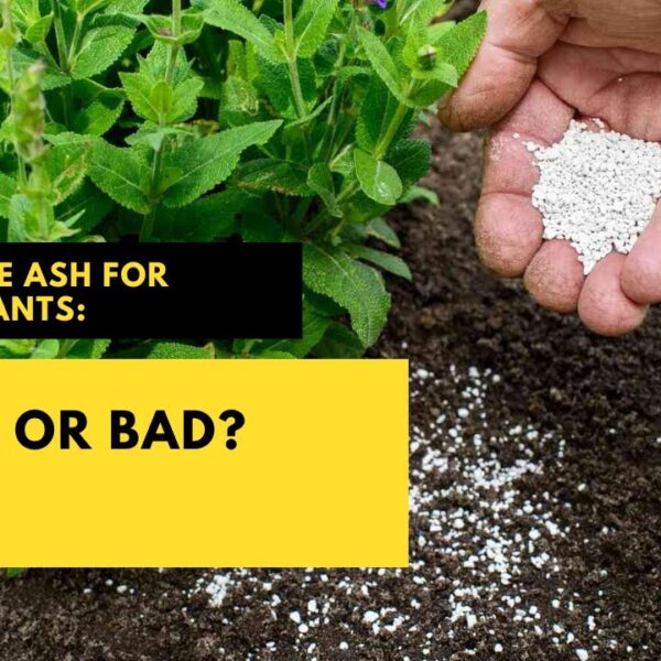 Is Cigar Ash Good for Plants