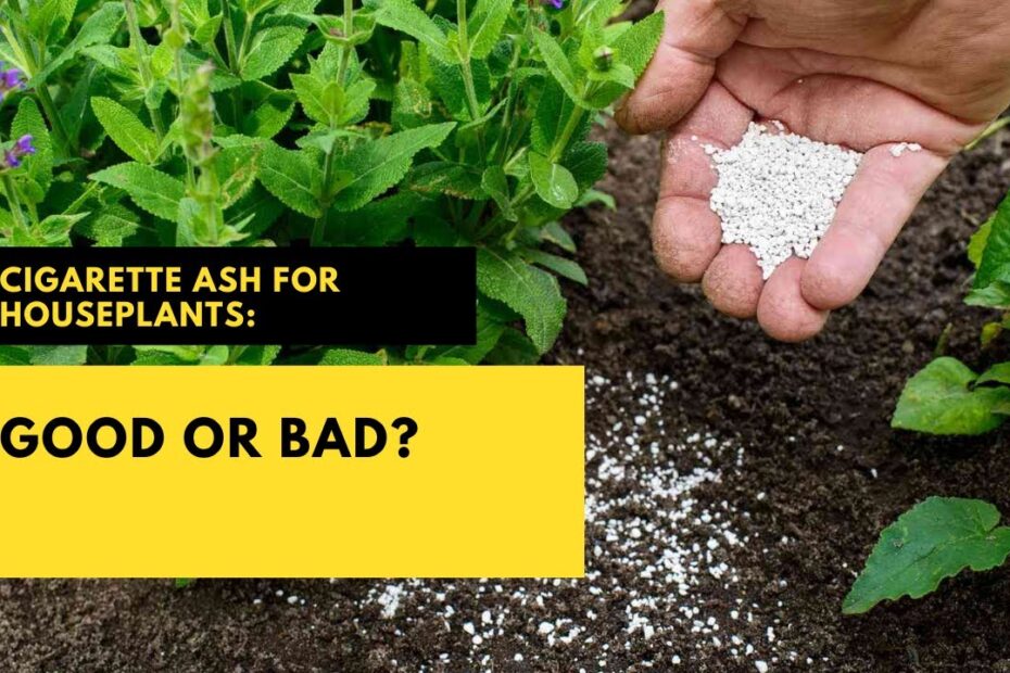 Is Cigar Ash Good for Plants