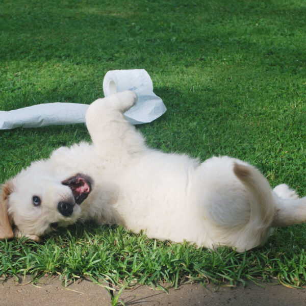Is Dog Poop Good Fertilizer for Trees