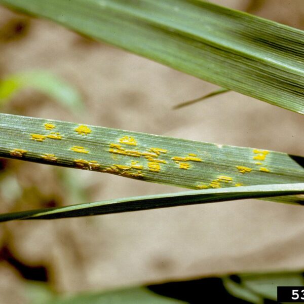 Is Lawn Rust Harmful to Dogs