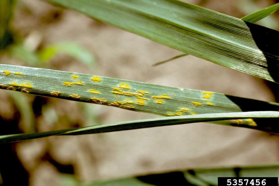 Is Lawn Rust Harmful to Dogs