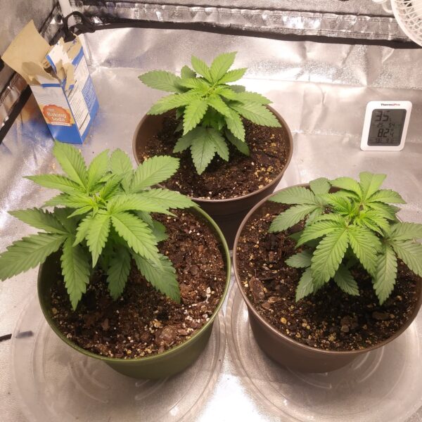 Is Miracle Grow Fertilizer Good for Weed