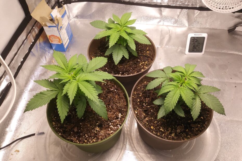 Is Miracle Grow Fertilizer Good for Weed