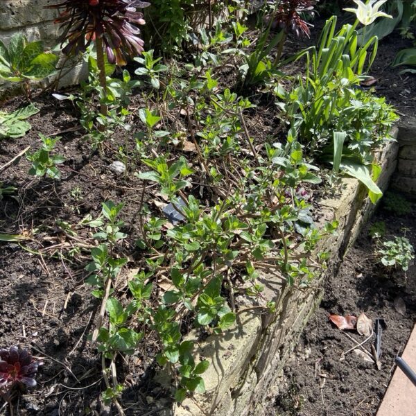 Is My Hot Lips Plant Dead