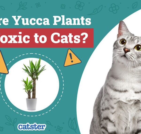 Is Yucca Plant Toxic to Cats