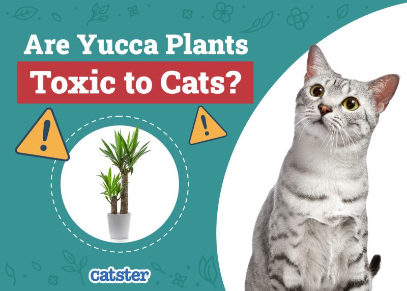Is Yucca Plant Toxic to Cats
