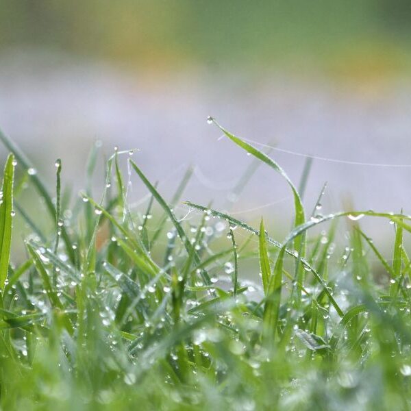 Lawn Sinks When Walking on it