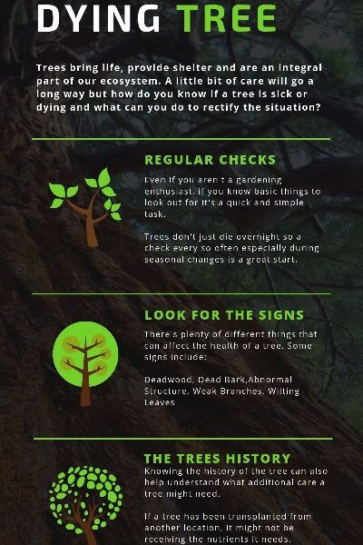 Tree is Dying What to Do
