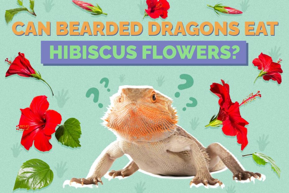 What Animals Eat Hibiscus Plants