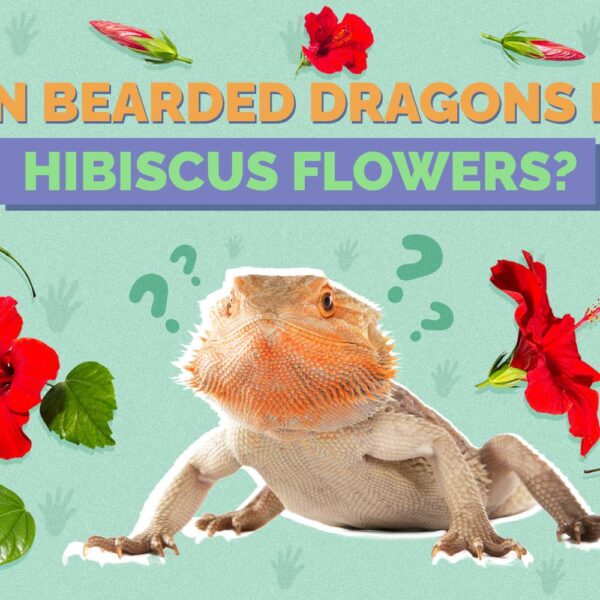 What Animals Eat Hibiscus Plants