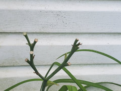 What Animals Eat Lily Plants