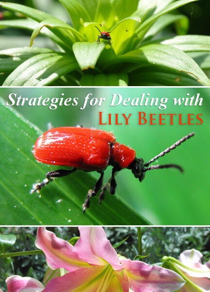 What Animals Eat Lily Plants