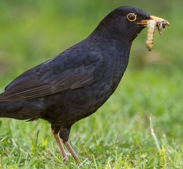 What Are Birds Eating in My Lawn