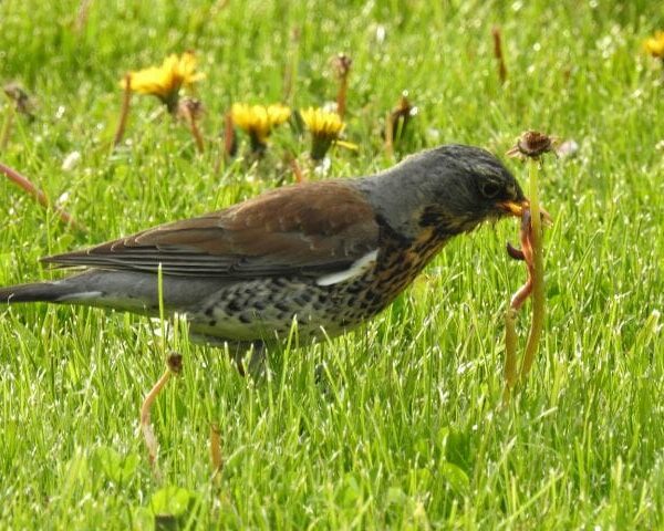 What Are Birds Eating in My Lawn