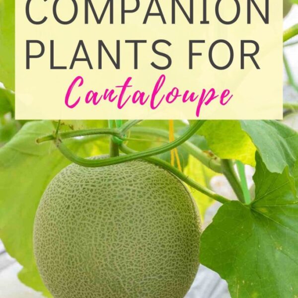 What Can You Plant with Cantaloupe