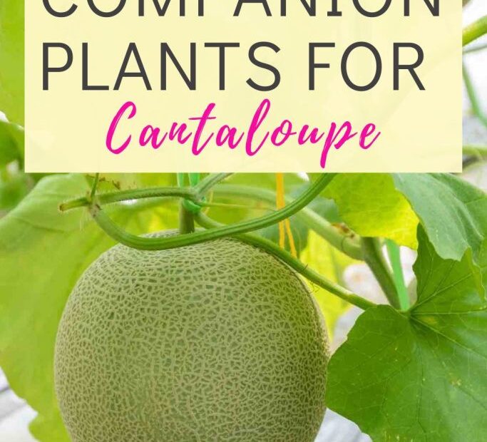 What Can You Plant with Cantaloupe