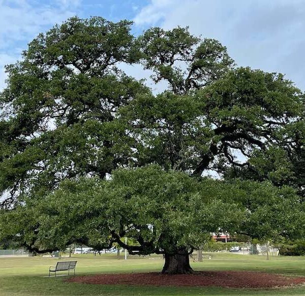 What is the Most Common Tree in Texas