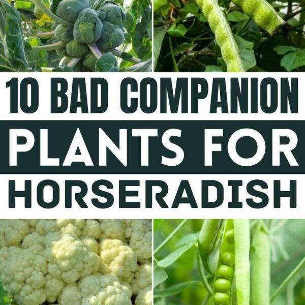 What Not to Plant with Horseradish