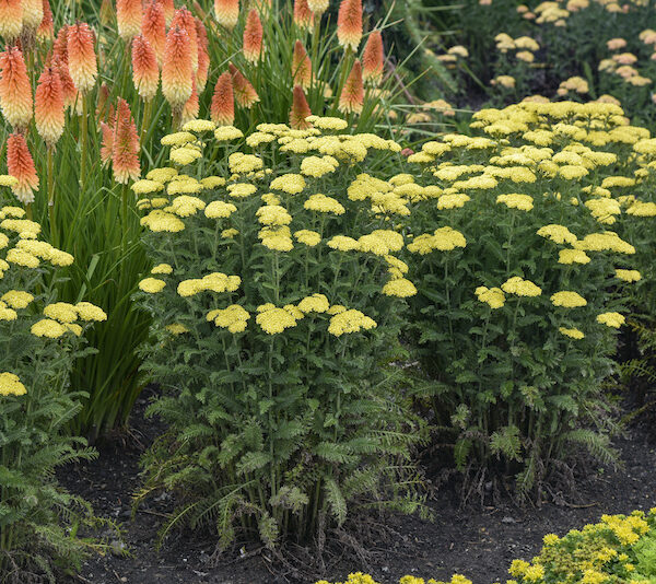 What Not to Plant with Yarrow