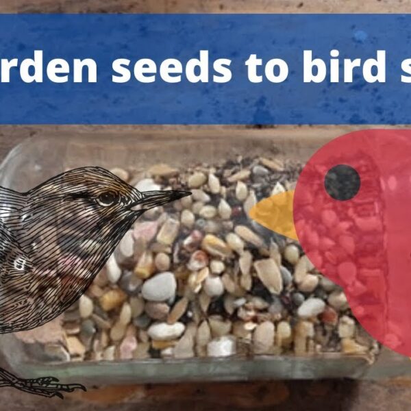 What to Do with Old Bird Seed