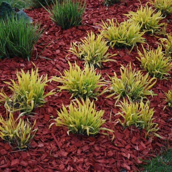 What to Do with Old Dyed Mulch