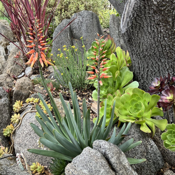What to Plant Under Oak Trees in Florida