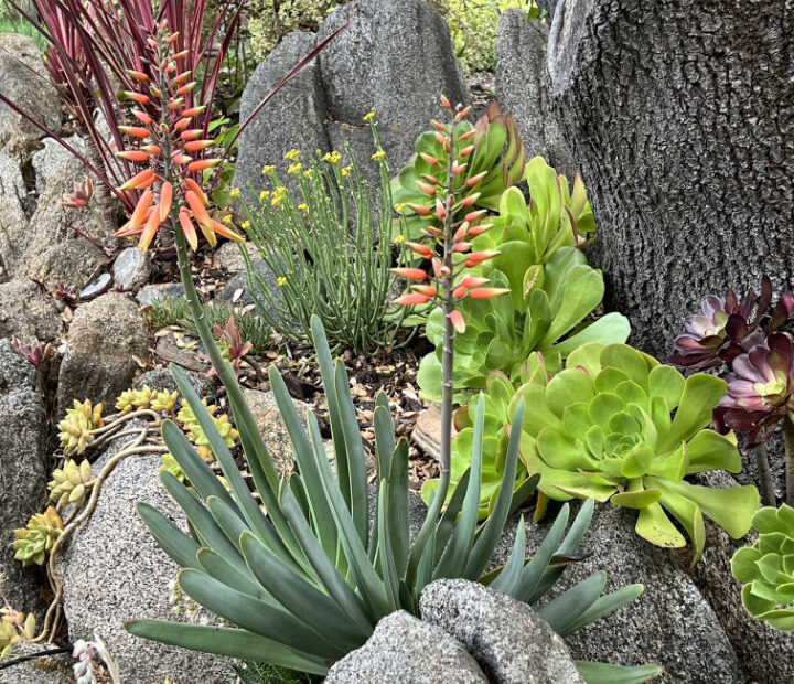 What to Plant Under Oak Trees in Florida