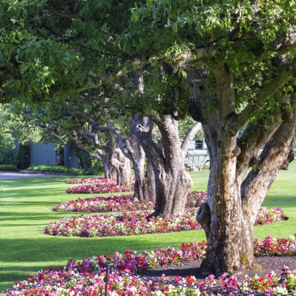 What to Plant Under Oak Trees in Florida