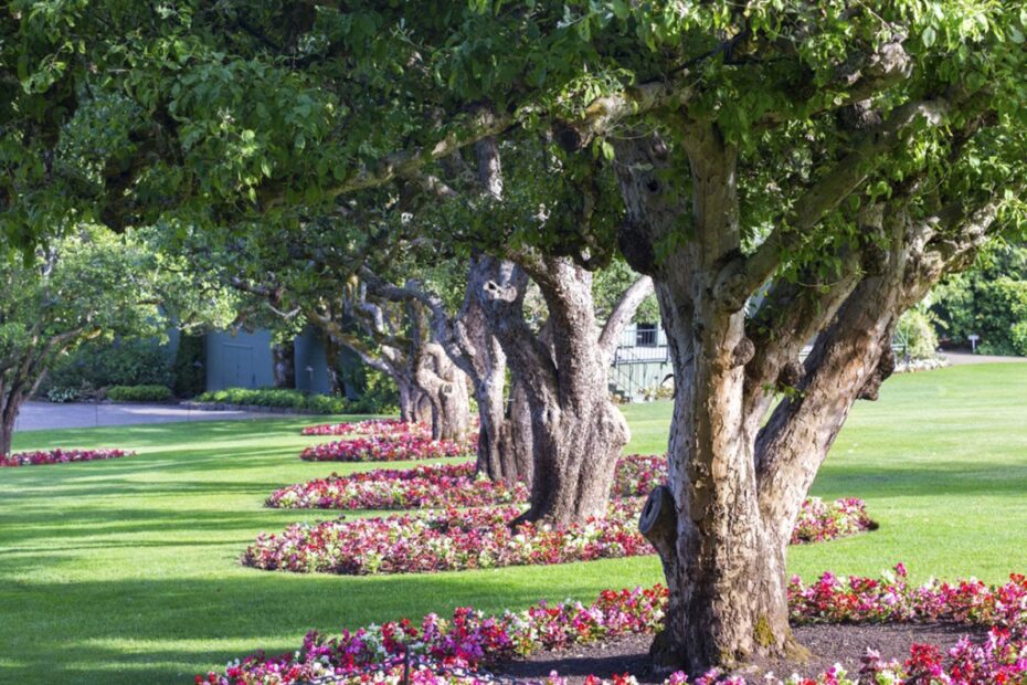 What to Plant Under Oak Trees in Florida