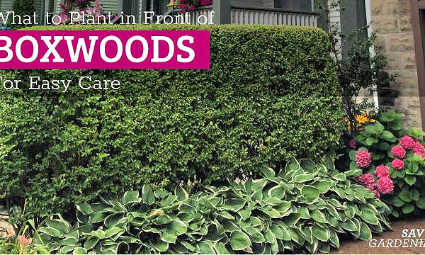 What to Plant with Boxwood