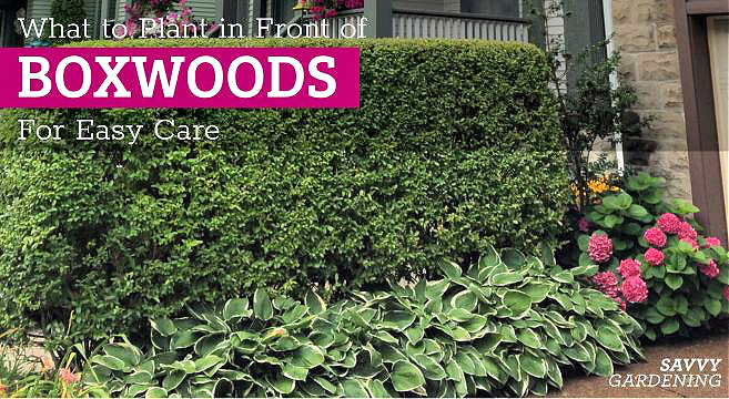 What to Plant with Boxwood