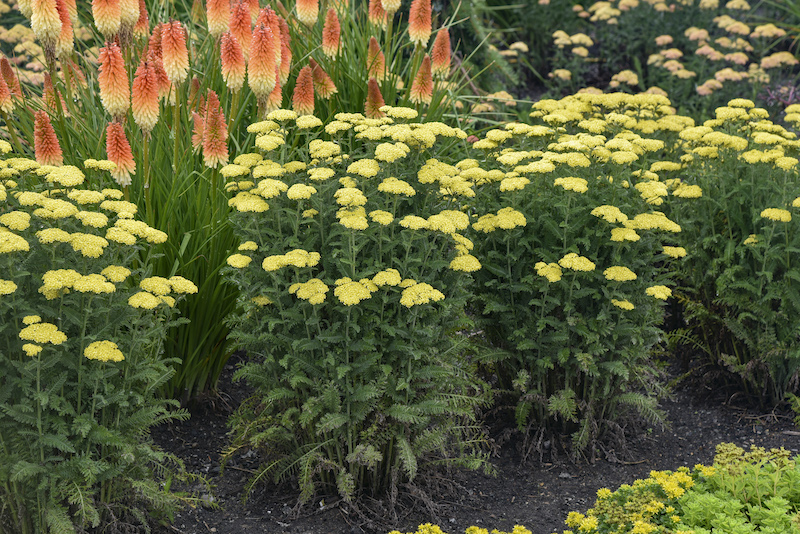 What to Plant with Yarrow