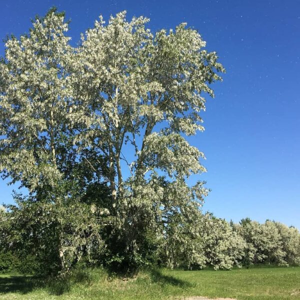 When Do Cottonwood Trees Stop Shedding