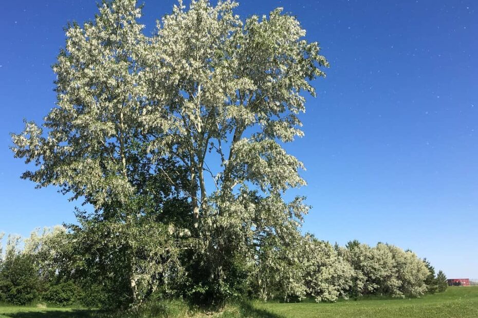 When Do Cottonwood Trees Stop Shedding