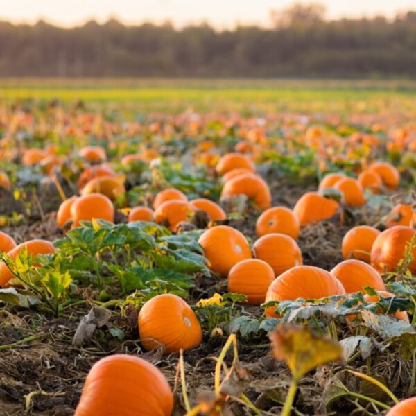 When Do You Plant Pumpkins in Michigan