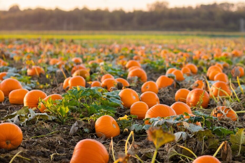 When Do You Plant Pumpkins in Michigan