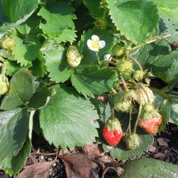 When Do You Plant Strawberries in Georgia